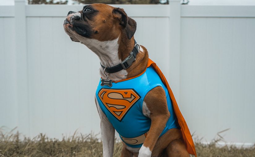Dog with a Superman custome