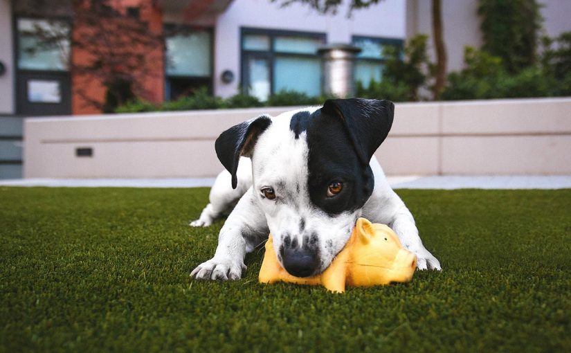 A dog playing with a yellow toy in the backyard